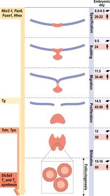 Unraveling the Complex Interplay Between Transcription Factors and Signaling Molecules in Thyroid Differentiation and Function, From Embryos to Adults